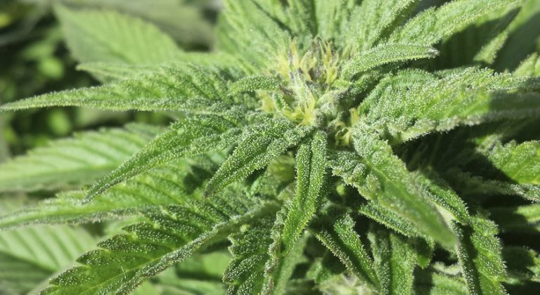 Importance of Feminized Cannabis Seeds