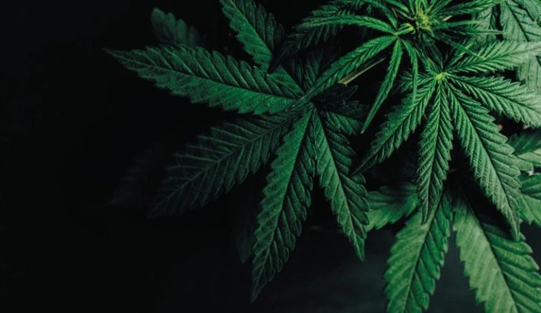 The Gummy Chronicles: Tales of THC-Infused Adventures