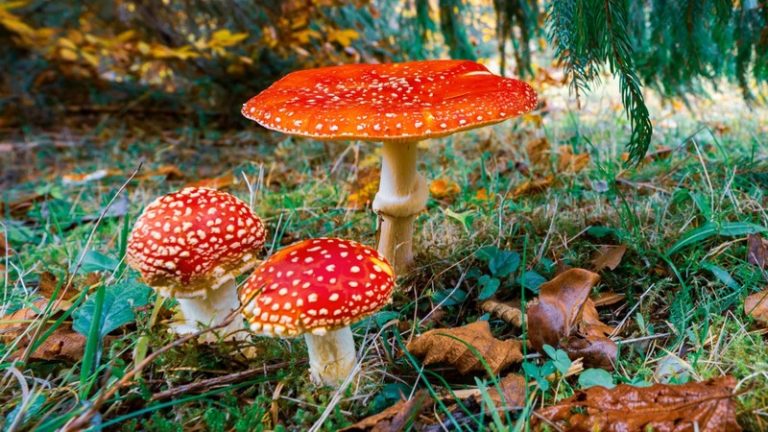 Amanita Muscaria Gummies: A Pathway to Inner Wisdom